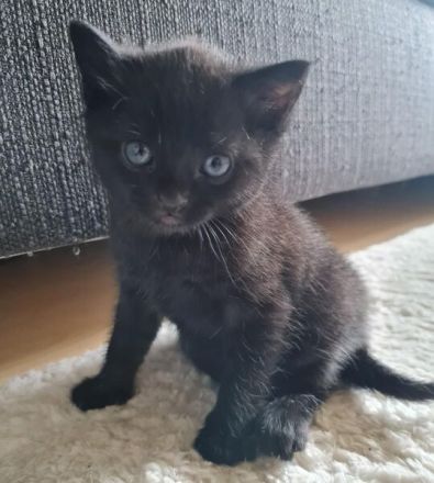 Kater Schwarz