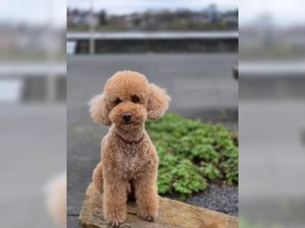 Wurfankündigung: Mini Labradoodle aus chemiefreier gesunder Aufzucht mit Papieren