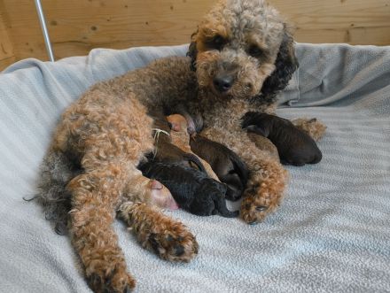 Mini Labradoodle Rüden aus chemiefreier gesunder Aufzucht mit Papieren