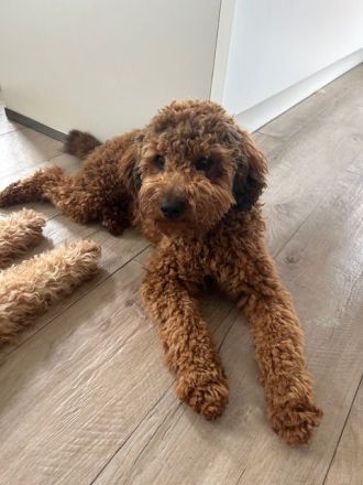 Wurfankündigung: Mini Labradoodle aus chemiefreier gesunder Aufzucht mit Papieren