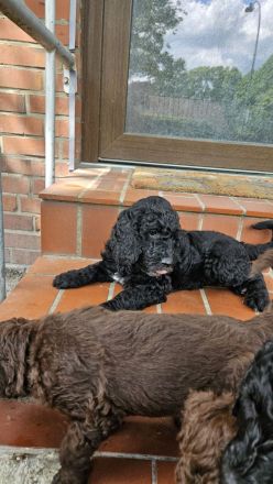 Goldendoodle Standard mit Ahnenpass