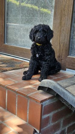 Goldendoodle Standard mit Ahnenpass
