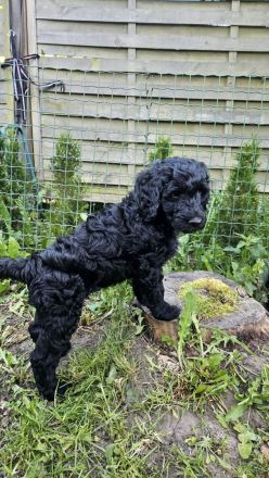 Goldendoodle Standard mit Ahnenpass