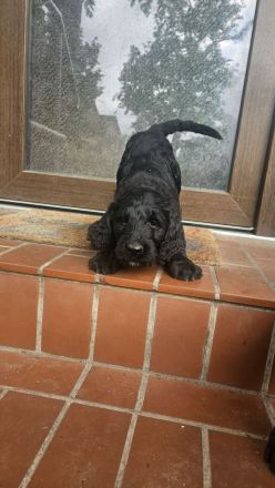 Goldendoodle Standard mit Ahnenpass