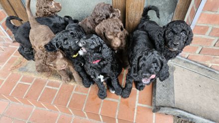 Goldendoodle Standard mit Ahnenpass