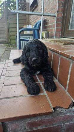 Goldendoodle Standard mit Ahnenpass