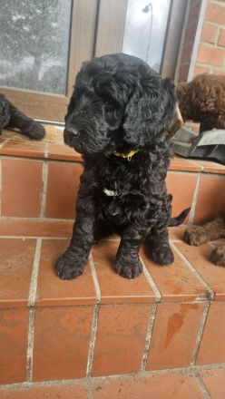 Goldendoodle Standard mit Ahnenpass