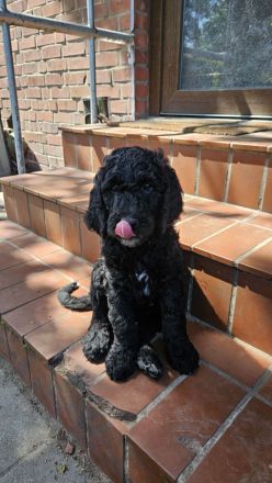 Goldendoodle Standard mit Ahnenpass