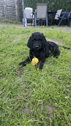 Goldendoodle Standard mit Ahnenpass
