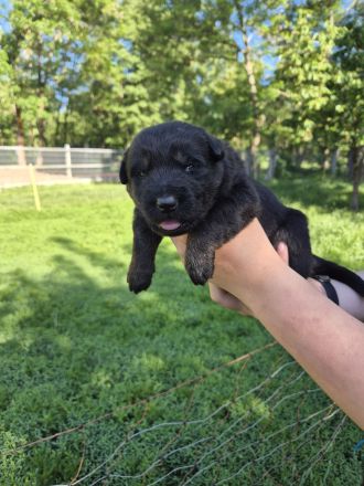 DSH Schäferhund Welpen mit geradem Rücken