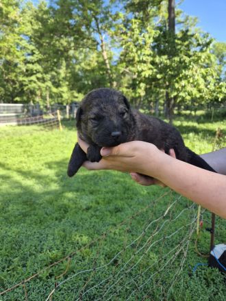 DSH Schäferhund Welpen mit geradem Rücken