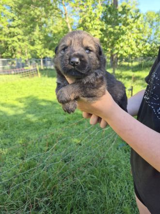 DSH Schäferhund Welpen mit geradem Rücken
