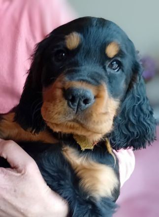 Gordon Setter Welpen