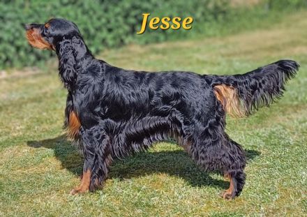 Gordon Setter Welpen