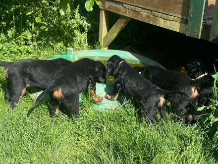 Gordon Setter Welpen