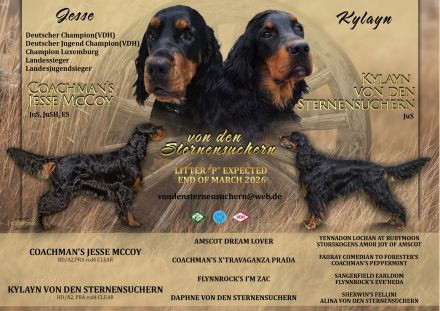 Gordon Setter Welpen