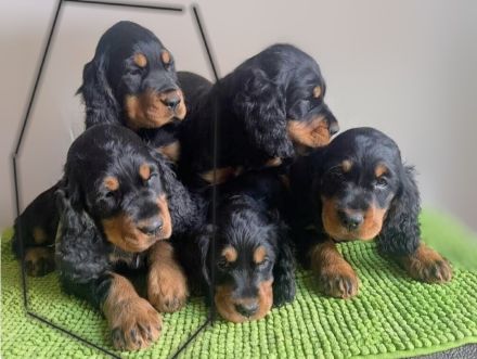 Gordon Setter Welpen