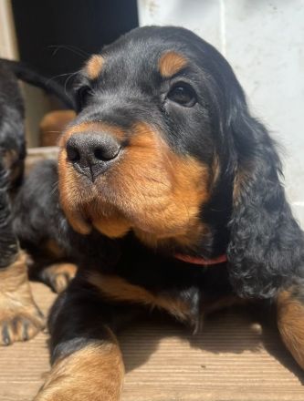 Gordon Setter Welpen