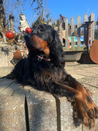 Gordon Setter Welpen