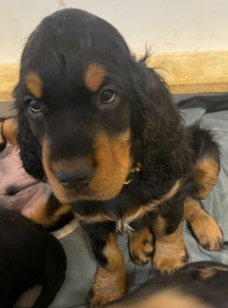 Gordon Setter Welpen