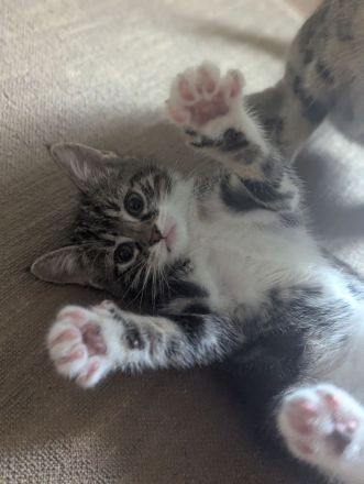 1 Kitten abzugeben (weiblich)