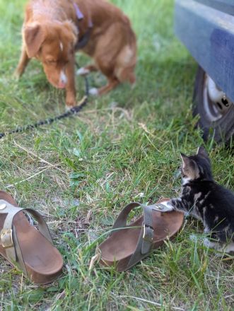 1 Kitten abzugeben (weiblich)