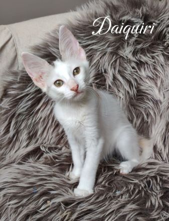 Reinrassige Türkisch Angora Kätzchen mit Papieren