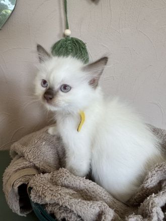 Ragdoll Cherubim Kitten mit Stammbaum