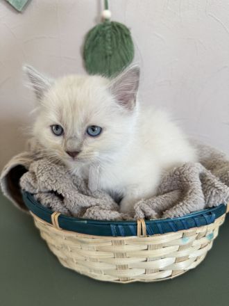 Ragdoll Cherubim Kitten mit Stammbaum