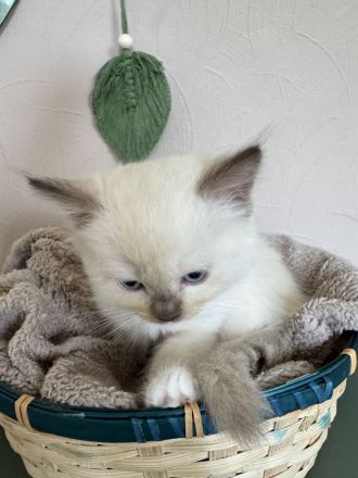Ragdoll Cherubim Kitten mit Stammbaum