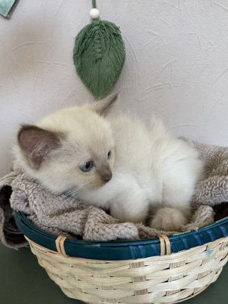 Ragdoll Cherubim Kitten mit Stammbaum