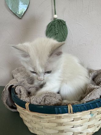 Ragdoll Cherubim Kitten mit Stammbaum