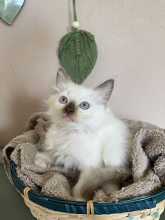 Ragdoll Cherubim Kitten mit Stammbaum