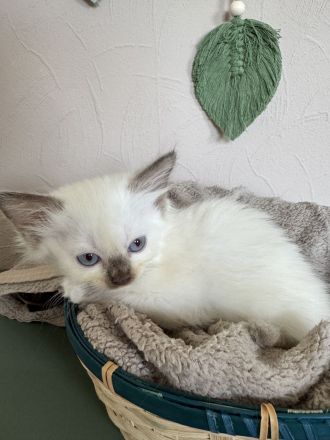 Ragdoll Cherubim Kitten mit Stammbaum