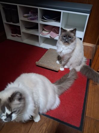 Ragdoll Kater 2 Jahre alt