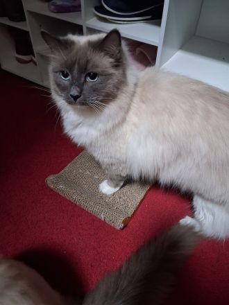 Ragdoll Kater 2 Jahre alt