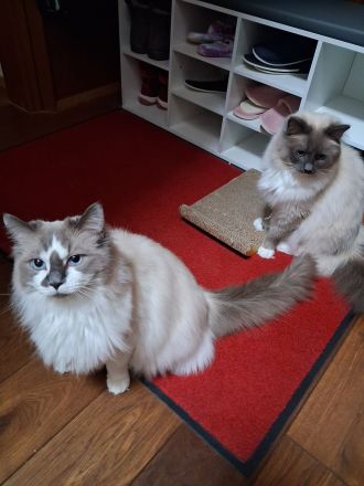 Ragdoll Kater 2 Jahre alt