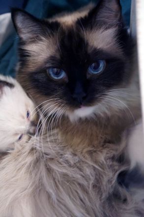 Ragdollkatze in fürsorgliche Hände abzugeben