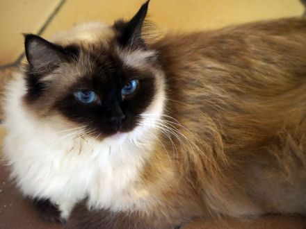 Ragdollkatze in fürsorgliche Hände abzugeben