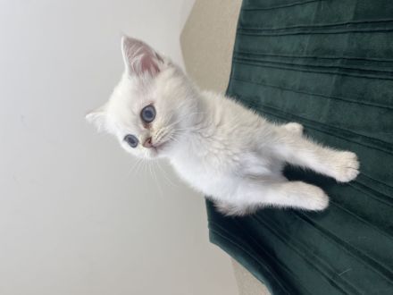 Wunderschöne Britisch-Kurzhaar-Kitten suchen ein liebevolles Zuhause