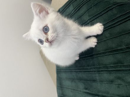 Wunderschöne Britisch-Kurzhaar-Kitten suchen ein liebevolles Zuhause