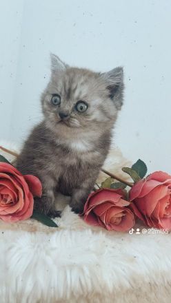 BKH kitten zu vergeben