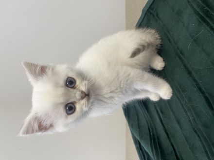 Wunderschöne Britisch-Kurzhaar-Kitten suchen ein liebevolles Zuhause