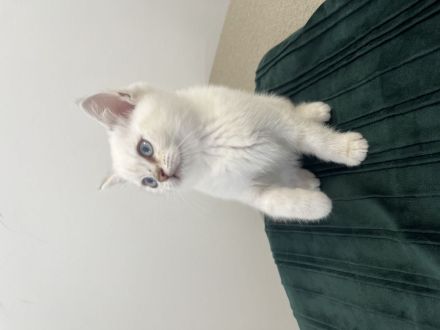 Wunderschöne Britisch-Kurzhaar-Kitten suchen ein liebevolles Zuhause