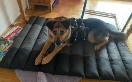 Agla sucht ihre Menschen