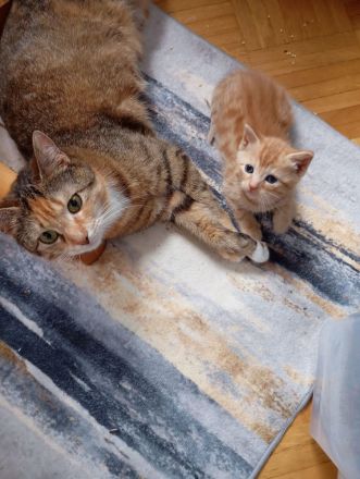 Ekh BKh mix