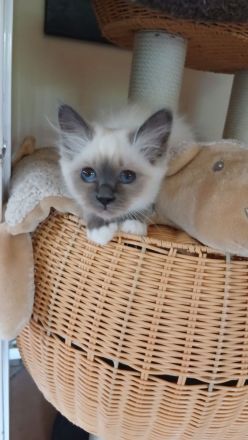 Reinrassige Heilige Birma Kitten, blue point, weibl., 15 Wochen alt, bei Schwerin