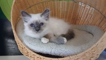 Reinrassige Heilige Birma Kitten, blue point, weibl., 15 Wochen alt, bei Schwerin