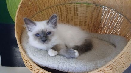 Reinrassige Heilige Birma Kitten, blue point, weibl., 15 Wochen alt, bei Schwerin