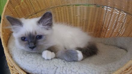 Reinrassige Heilige Birma Kitten, blue point, weibl., 15 Wochen alt, bei Schwerin